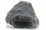 Detailed Pedinopariops Trilobite - Mrakib, Morocco #359598-3